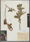 Foto von Salix hastata L.